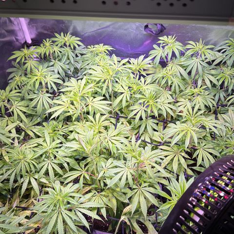 Girl Scout Cookies Fast Version growlog timeline photo