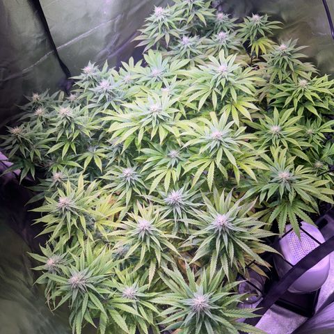 Girl Scout Cookies Fast Version growlog timeline photo