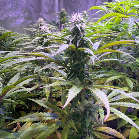 Girl Scout Cookies Fast Version growlog timeline photo