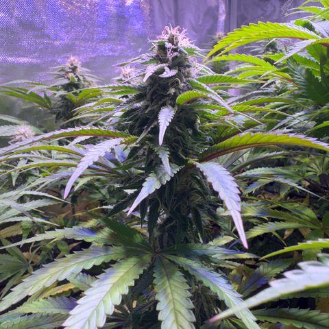 Girl Scout Cookies Fast Version growlog timeline photo