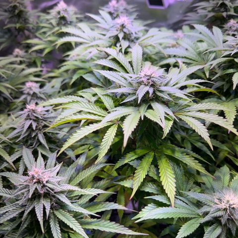 Girl Scout Cookies Fast Version growlog timeline photo