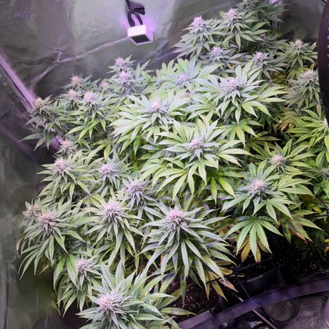 Girl Scout Cookies Fast Version growlog timeline photo