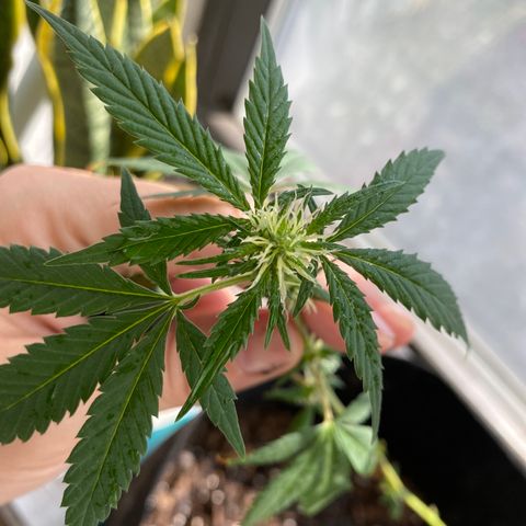 Unknown strain growlog timeline photo