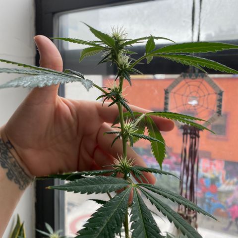 Unknown strain growlog timeline photo