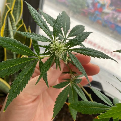 Unknown strain growlog timeline photo