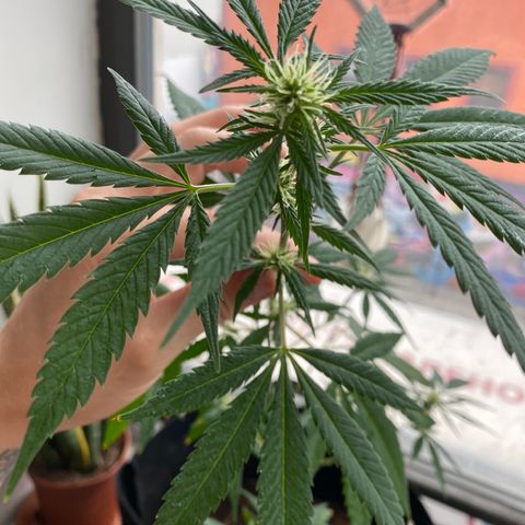 Unknown strain growlog timeline photo