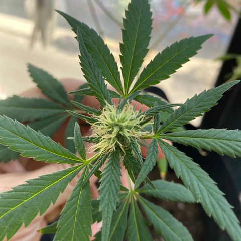 Unknown strain growlog photo: Almost ready