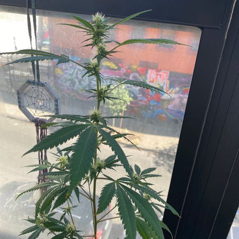 Unknown strain growlog photo: Almost ready