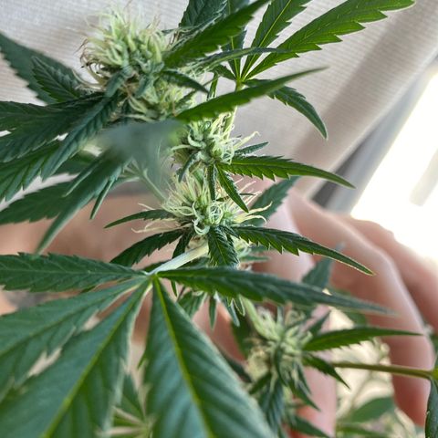 Unknown strain growlog photo: Almost ready