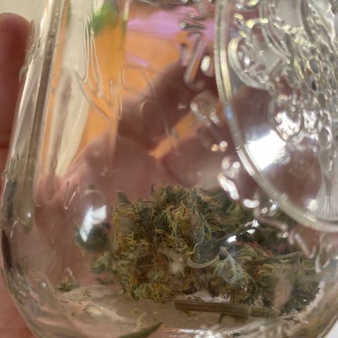 Unknown strain growlog photo: Decided after almost 2 weeks to start curing process 