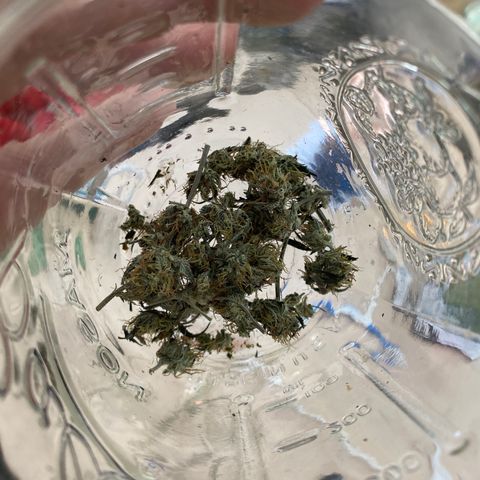 Unknown strain growlog photo: Decided after almost 2 weeks to start curing process 