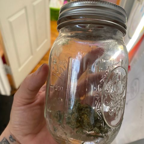 Unknown strain growlog photo: Decided after almost 2 weeks to start curing process 
