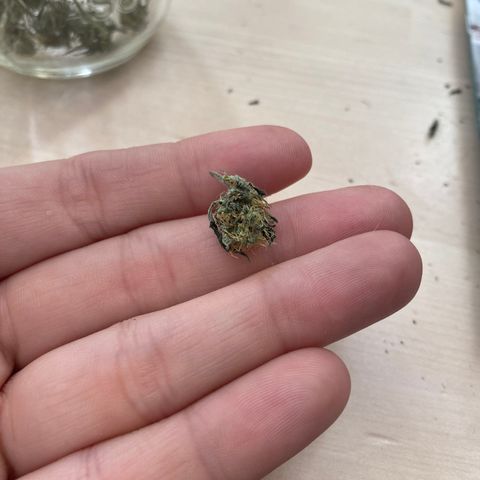 Unknown strain growlog photo: Decided after almost 2 weeks to start curing process 