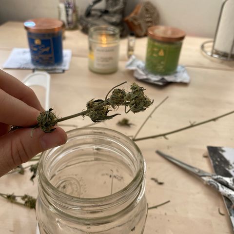 Unknown strain growlog photo: Decided after almost 2 weeks to start curing process 