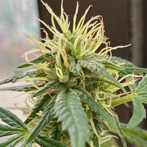 Unknown strain growlog photo: About to harvest this mutha