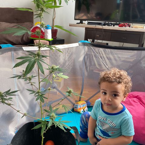 Unknown strain growlog photo: About to harvest this mutha