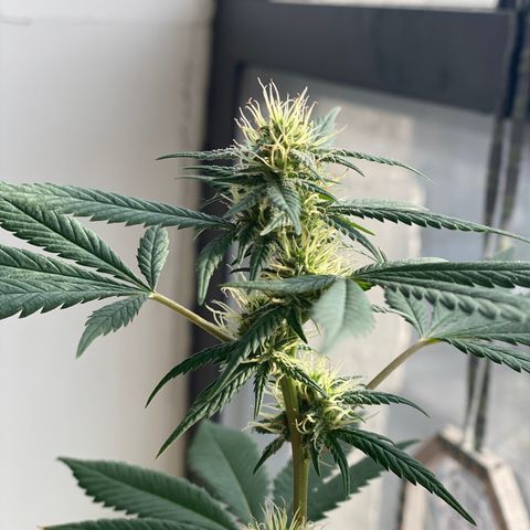 Unknown strain growlog photo: About to harvest this mutha