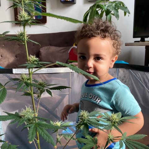 Unknown strain growlog photo: About to harvest this mutha