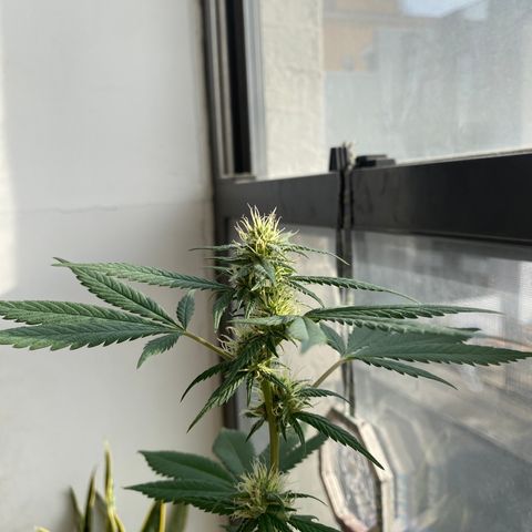 Unknown strain growlog photo: About to harvest this mutha