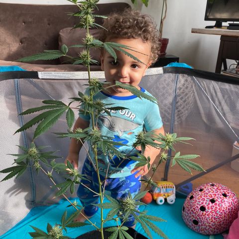 Unknown strain growlog photo: About to harvest this mutha