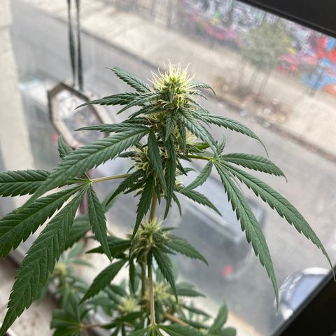 Unknown strain growlog photo: About to harvest this mutha