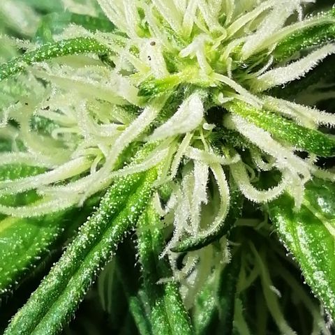 Sweet ZZ growlog timeline photo