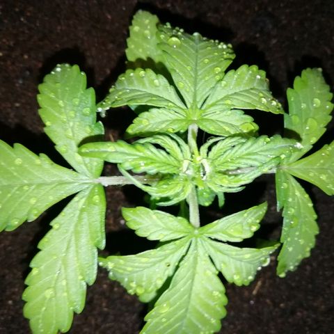 Critical Jack Automatic growlog timeline photo