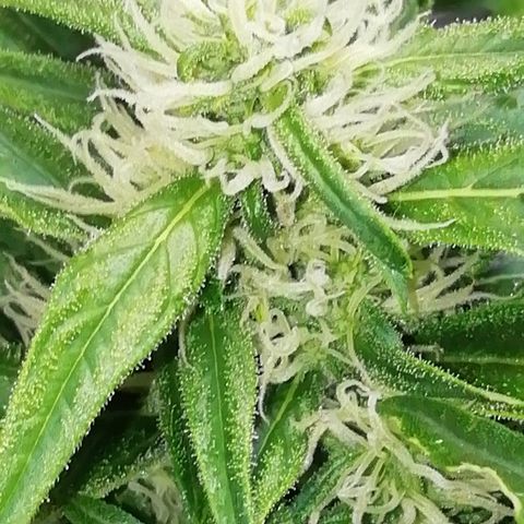 Sweet ZZ growlog timeline photo