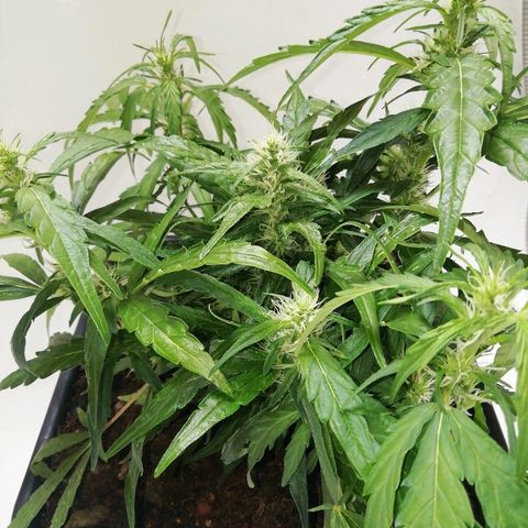 Sweet ZZ growlog timeline photo