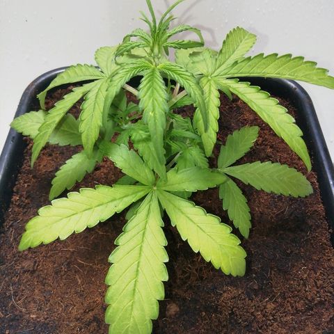 Critical Jack Automatic growlog timeline photo