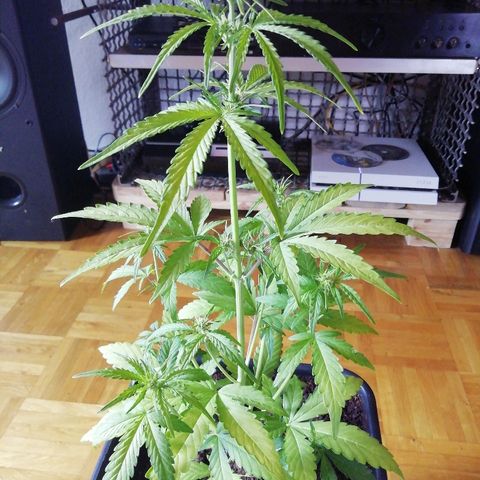 Critical Jack Automatic growlog timeline photo