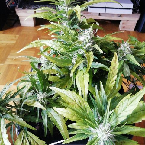 Sweet ZZ growlog timeline photo
