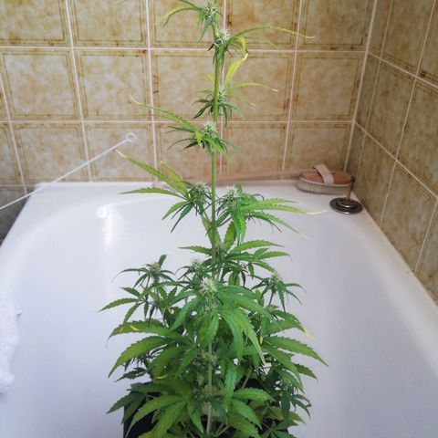 Critical Jack Automatic growlog timeline photo