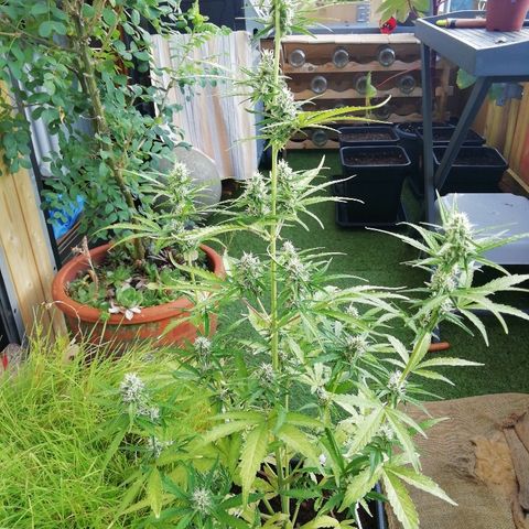 Critical Jack Automatic growlog timeline photo
