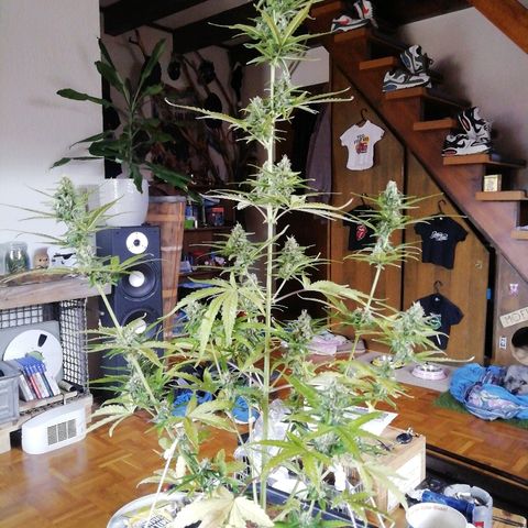 Critical Jack Automatic growlog timeline photo