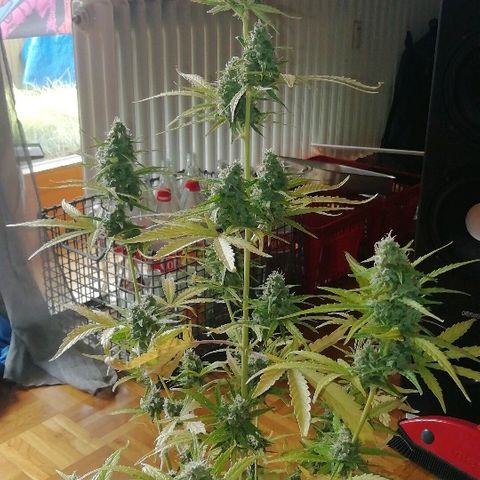 Critical Jack Automatic growlog timeline photo