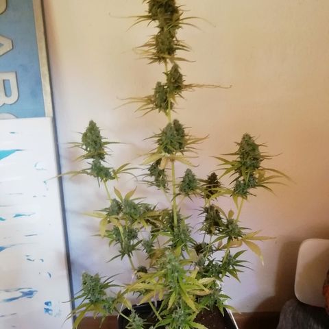 Critical Jack Automatic growlog timeline photo