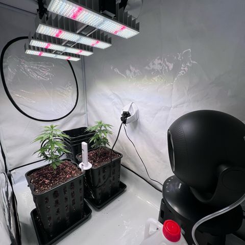 S.N.B  #1 growlog timeline photo