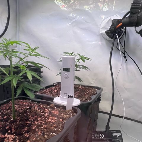 S.N.B  #1 growlog photo: Temperatur schwankt aber innerhalb von 25-27C, Luftfeuchtigkeit passt mit 50-65%, Pflanzen zeigen gutes Wachstum. 