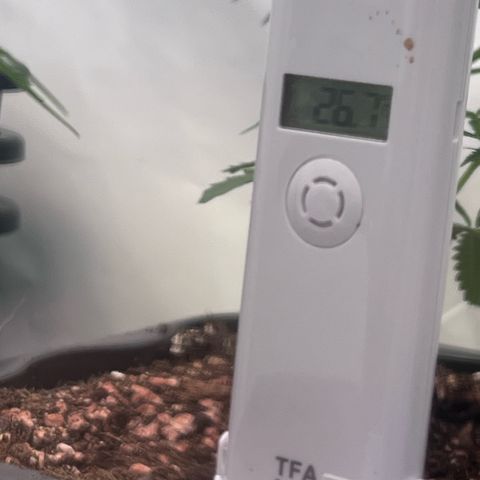 S.N.B  #1 growlog photo: Temperatur schwankt aber innerhalb von 25-27C, Luftfeuchtigkeit passt mit 50-65%, Pflanzen zeigen gutes Wachstum. 