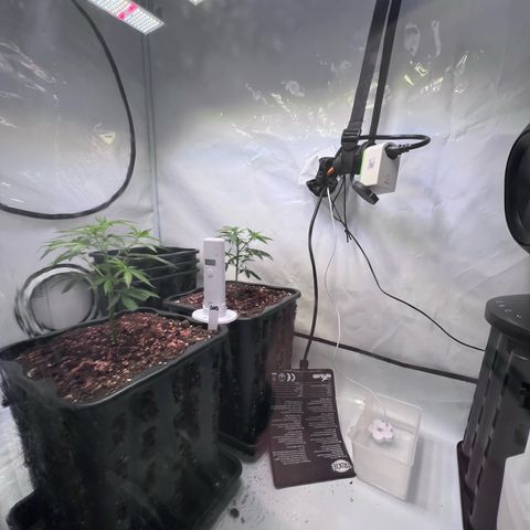 S.N.B  #1 growlog photo: Temperatur schwankt aber innerhalb von 25-27C, Luftfeuchtigkeit passt mit 50-65%, Pflanzen zeigen gutes Wachstum. 