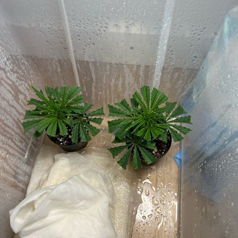S.N.B  #1 growlog photo: GrowBox und Stecklingsbox kommen gut, Pflanzen machen pro Tag circa 1cm. 

 Stecklinge sind noch am Bewurzeln, ohne jegliche Licht oder Trockenschäden. 