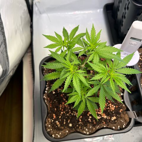 S.N.B  #1 growlog photo: GrowBox und Stecklingsbox kommen gut, Pflanzen machen pro Tag circa 1cm. 

 Stecklinge sind noch am Bewurzeln, ohne jegliche Licht oder Trockenschäden. 