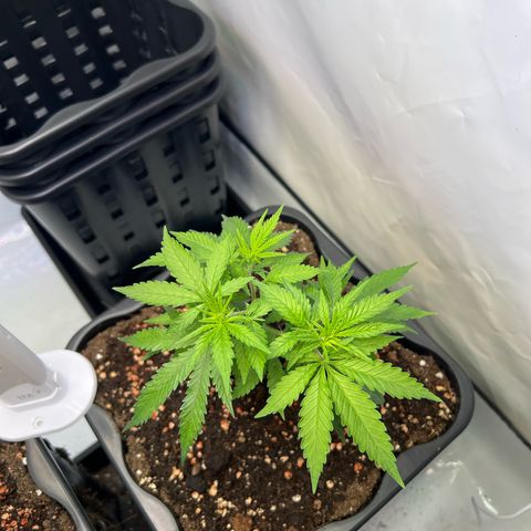 S.N.B  #1 growlog photo: GrowBox und Stecklingsbox kommen gut, Pflanzen machen pro Tag circa 1cm. 

 Stecklinge sind noch am Bewurzeln, ohne jegliche Licht oder Trockenschäden. 