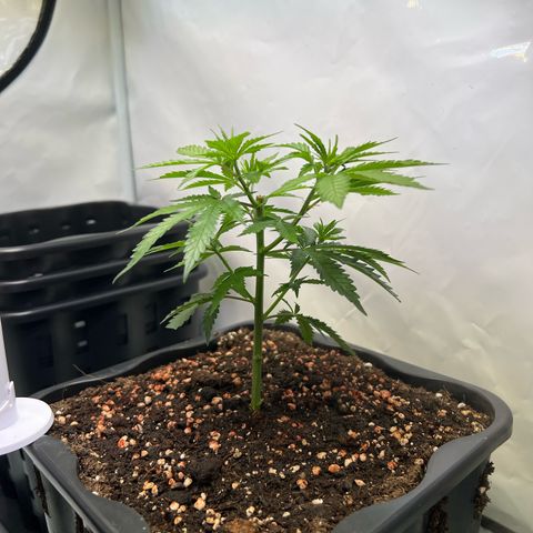 S.N.B  #1 growlog photo: GrowBox und Stecklingsbox kommen gut, Pflanzen machen pro Tag circa 1cm. 

 Stecklinge sind noch am Bewurzeln, ohne jegliche Licht oder Trockenschäden. 