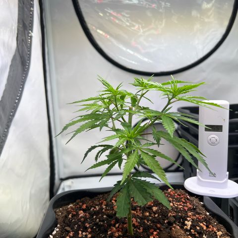 S.N.B  #1 growlog photo: GrowBox und Stecklingsbox kommen gut, Pflanzen machen pro Tag circa 1cm. 

 Stecklinge sind noch am Bewurzeln, ohne jegliche Licht oder Trockenschäden. 