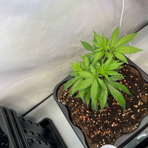 S.N.B  #1 growlog photo: GrowBox und Stecklingsbox kommen gut, Pflanzen machen pro Tag circa 1cm. 

 Stecklinge sind noch am Bewurzeln, ohne jegliche Licht oder Trockenschäden. 