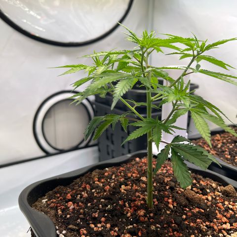 S.N.B  #1 growlog photo: GrowBox und Stecklingsbox kommen gut, Pflanzen machen pro Tag circa 1cm. 

 Stecklinge sind noch am Bewurzeln, ohne jegliche Licht oder Trockenschäden. 