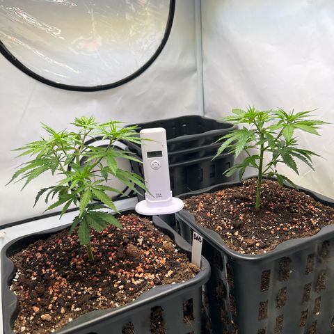 S.N.B  #1 growlog photo: GrowBox und Stecklingsbox kommen gut, Pflanzen machen pro Tag circa 1cm. 

 Stecklinge sind noch am Bewurzeln, ohne jegliche Licht oder Trockenschäden. 