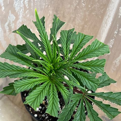 S.N.B  #1 growlog photo: GrowBox und Stecklingsbox kommen gut, Pflanzen machen pro Tag circa 1cm. 

 Stecklinge sind noch am Bewurzeln, ohne jegliche Licht oder Trockenschäden. 